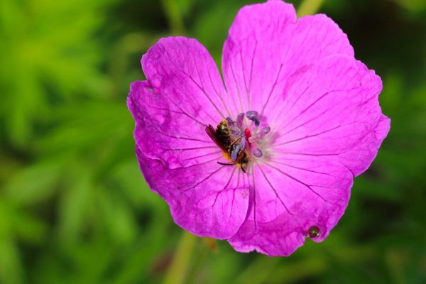 geranium_sanguineum_tk_2017050701